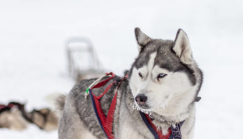Зимний тур на собачьих упряжках на Кивач
